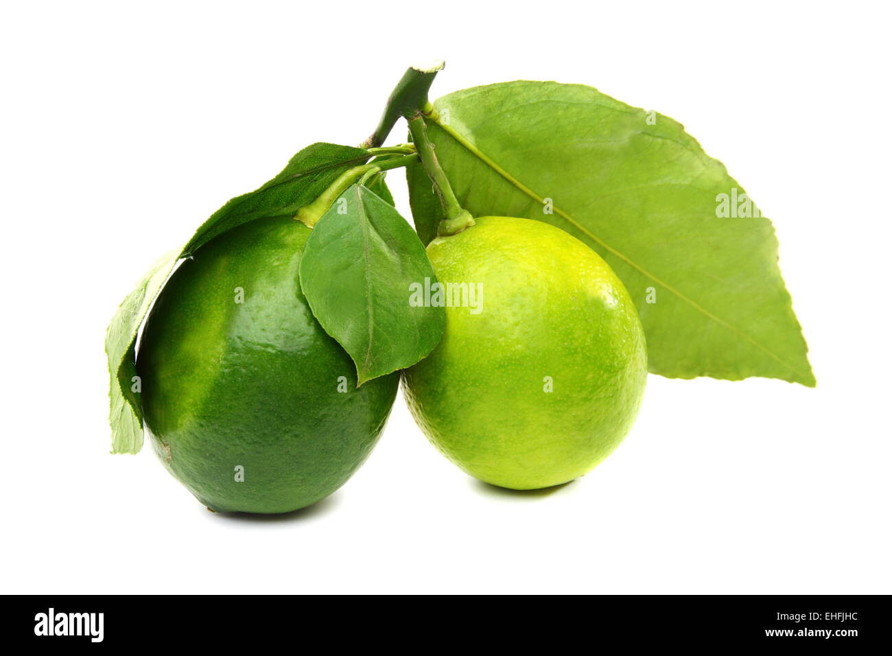Two lemons. Stock Photo