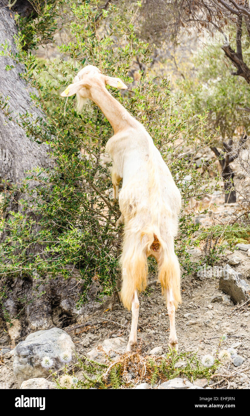 Goat eating leaf hires stock photography and images Alamy