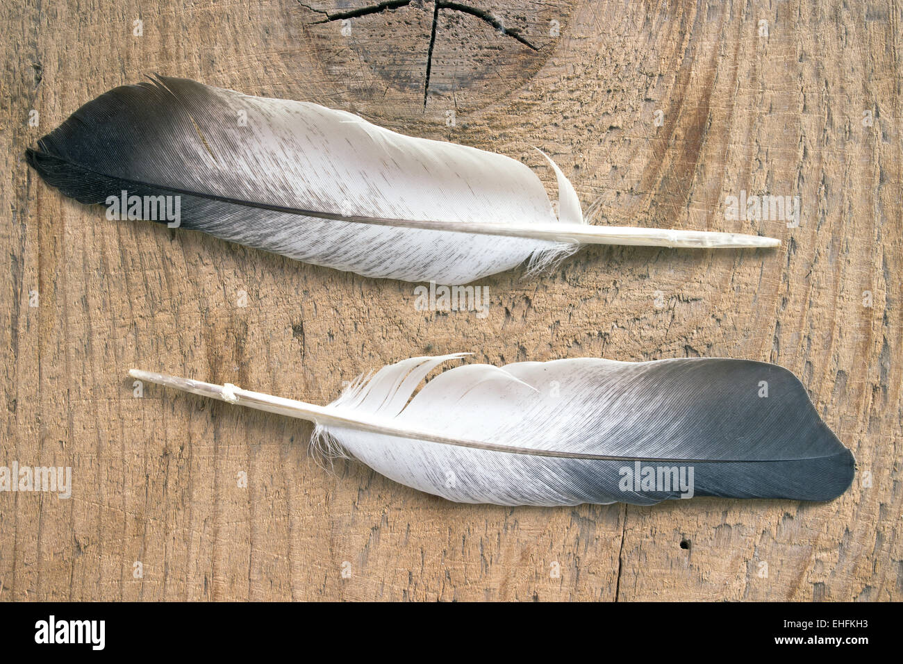 Two feathers on wooden background Stock Photo Alamy