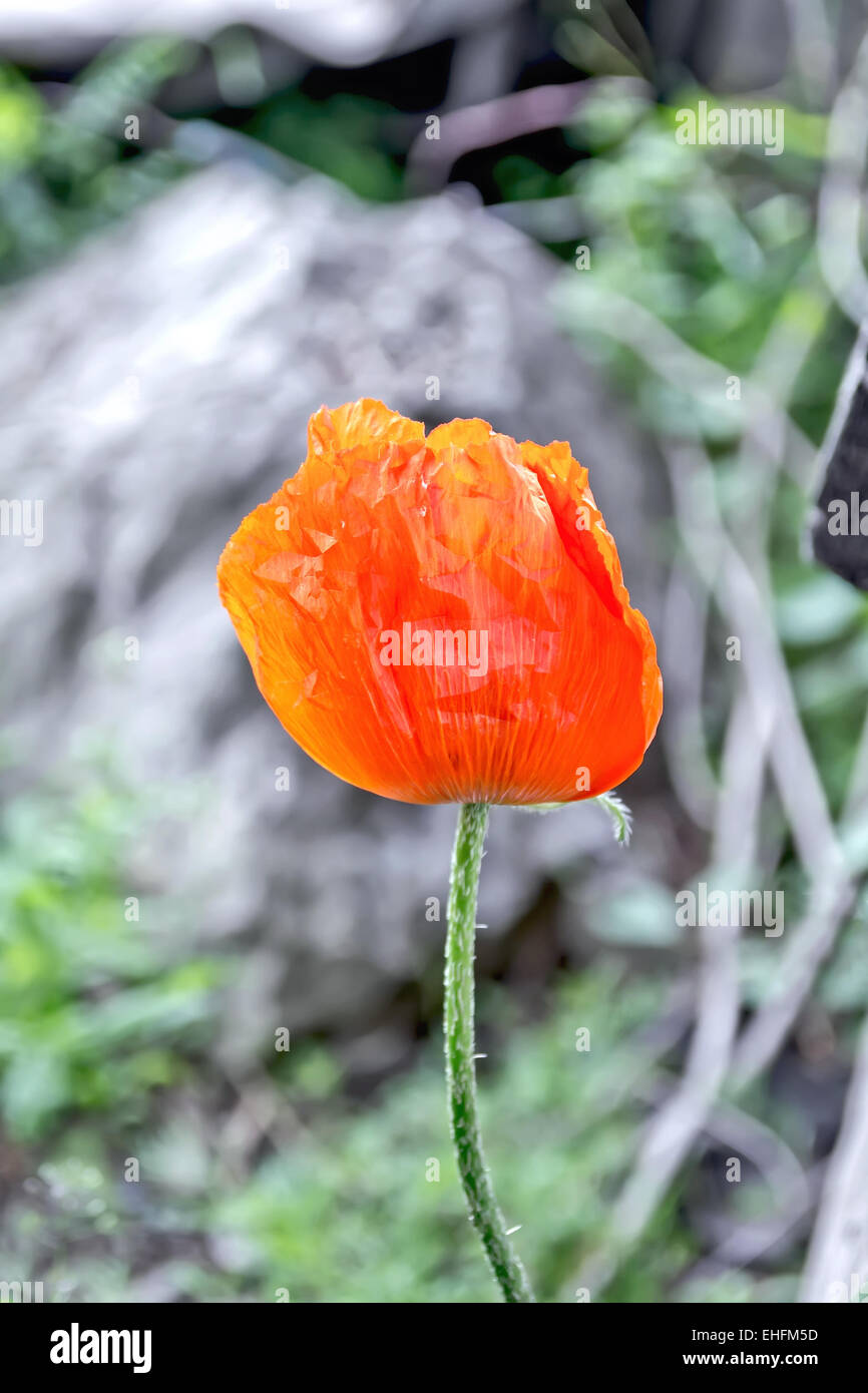 Poppy red on gray stone Stock Photo - Alamy