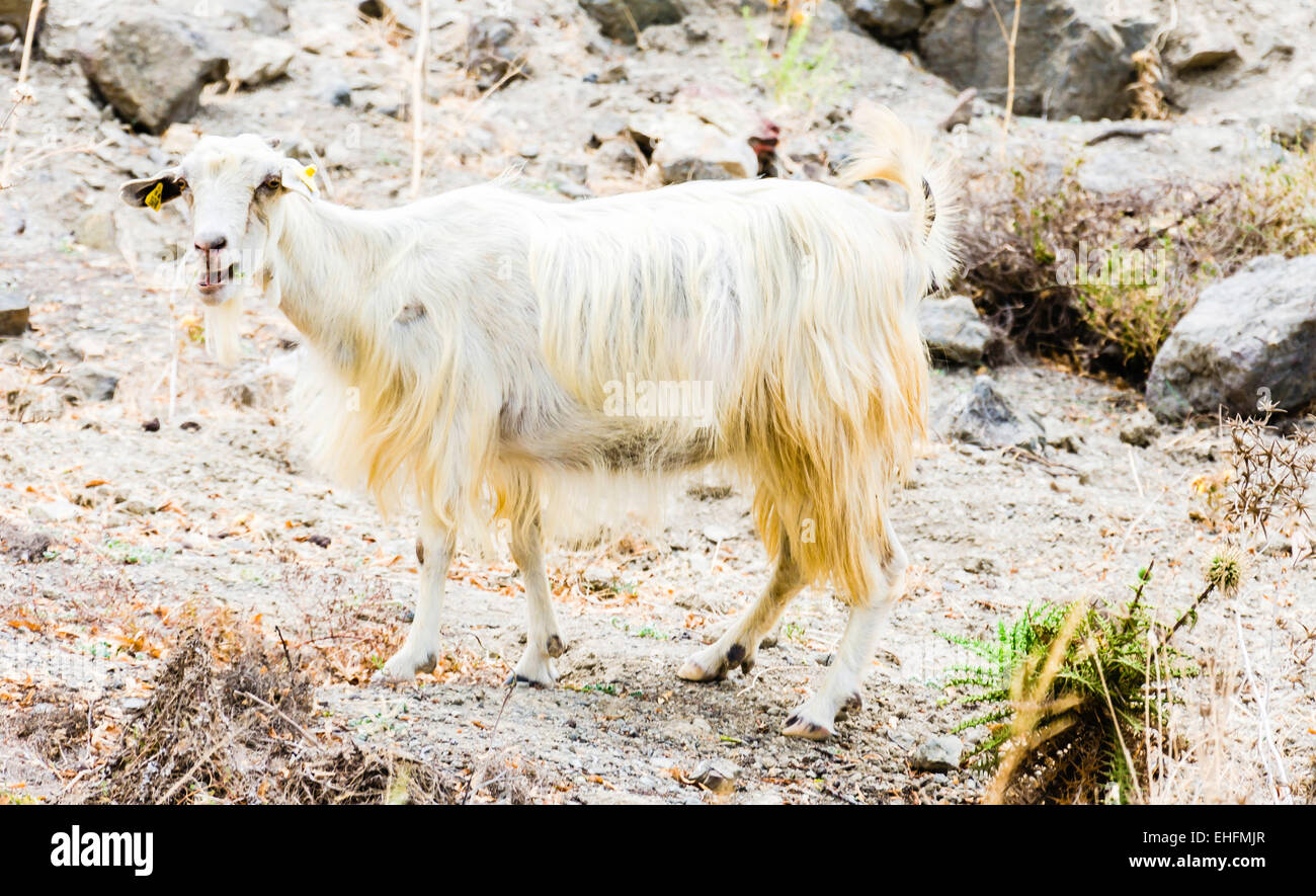 Goats on tree eating tree Stock Photo Alamy