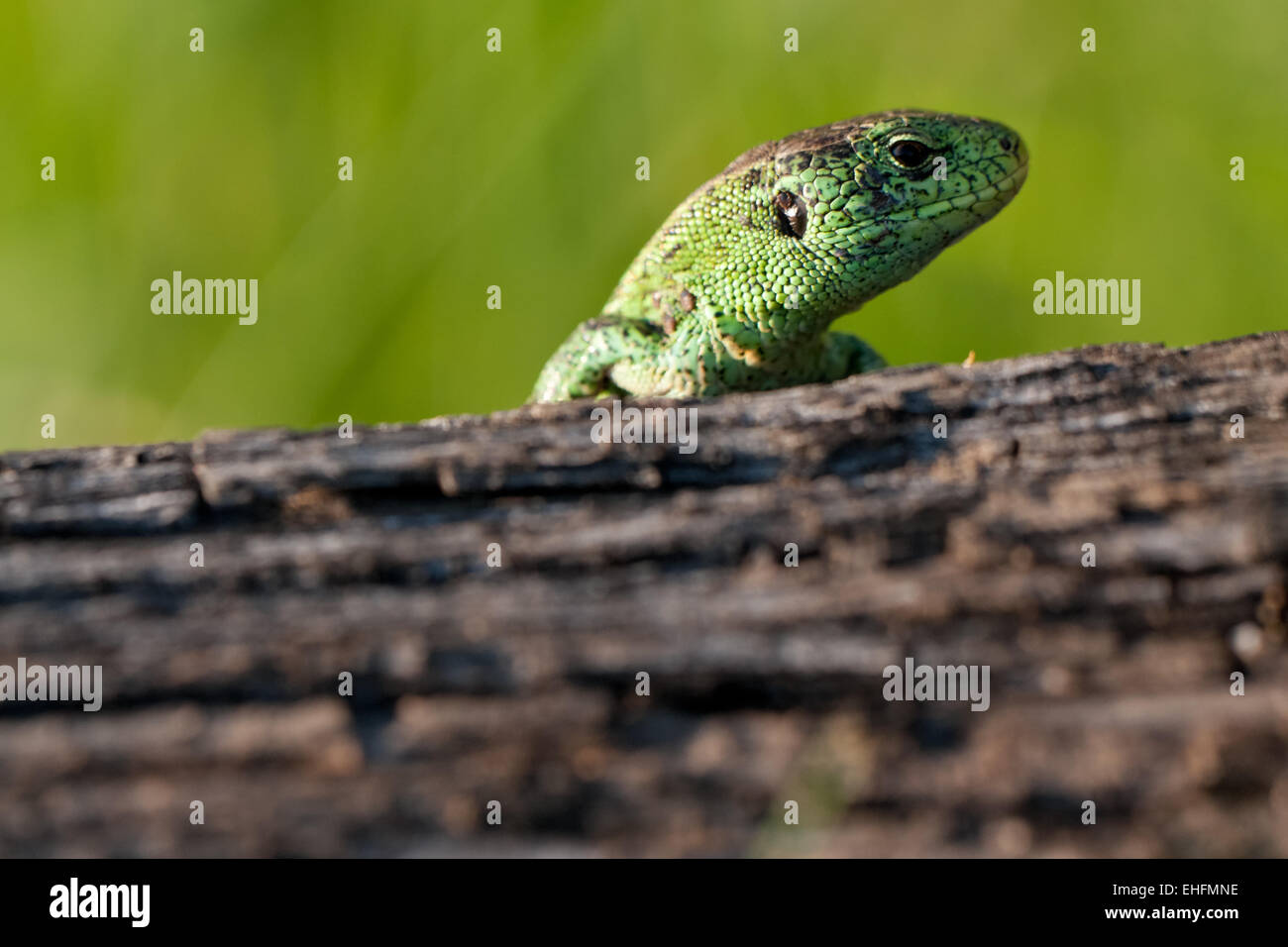 Lacerta agilis, sand lizard Stock Photo - Alamy