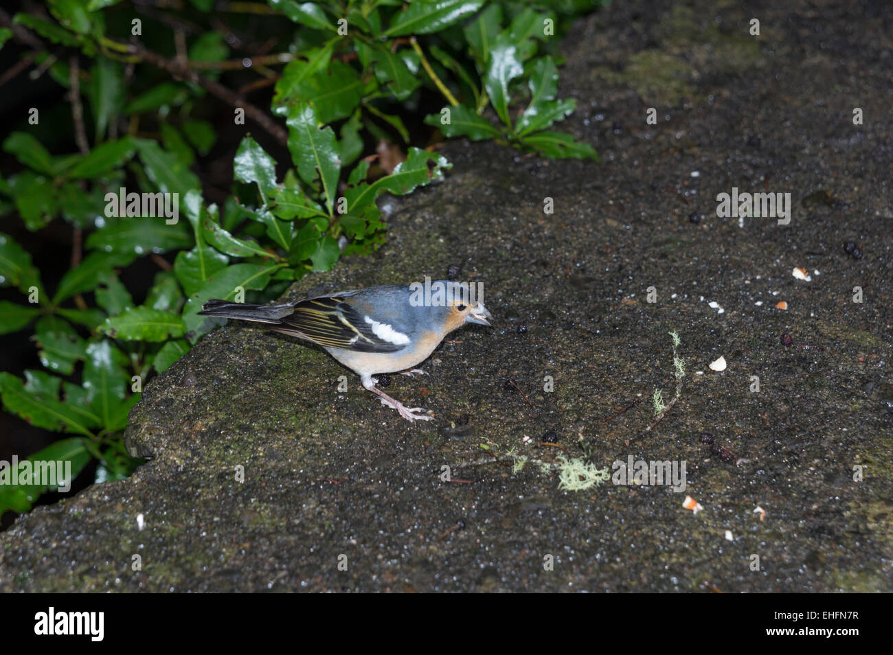 A blue Chaffinch in the laurel  forests of La Gomera Canary Islands Stock Photo