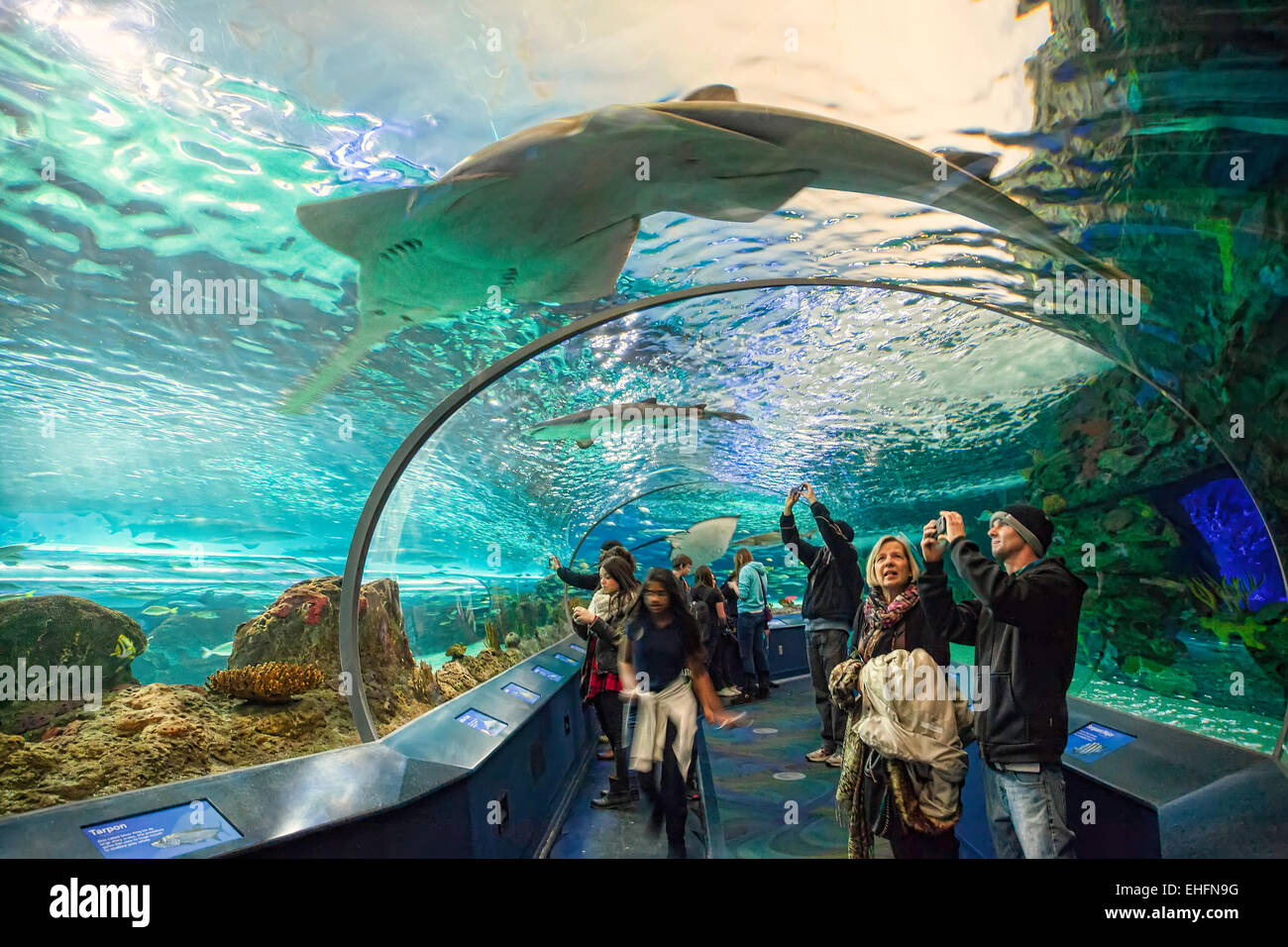 Ripleys Aquarium in Toronto,Ontario.;Canada, tourist attraction near ...