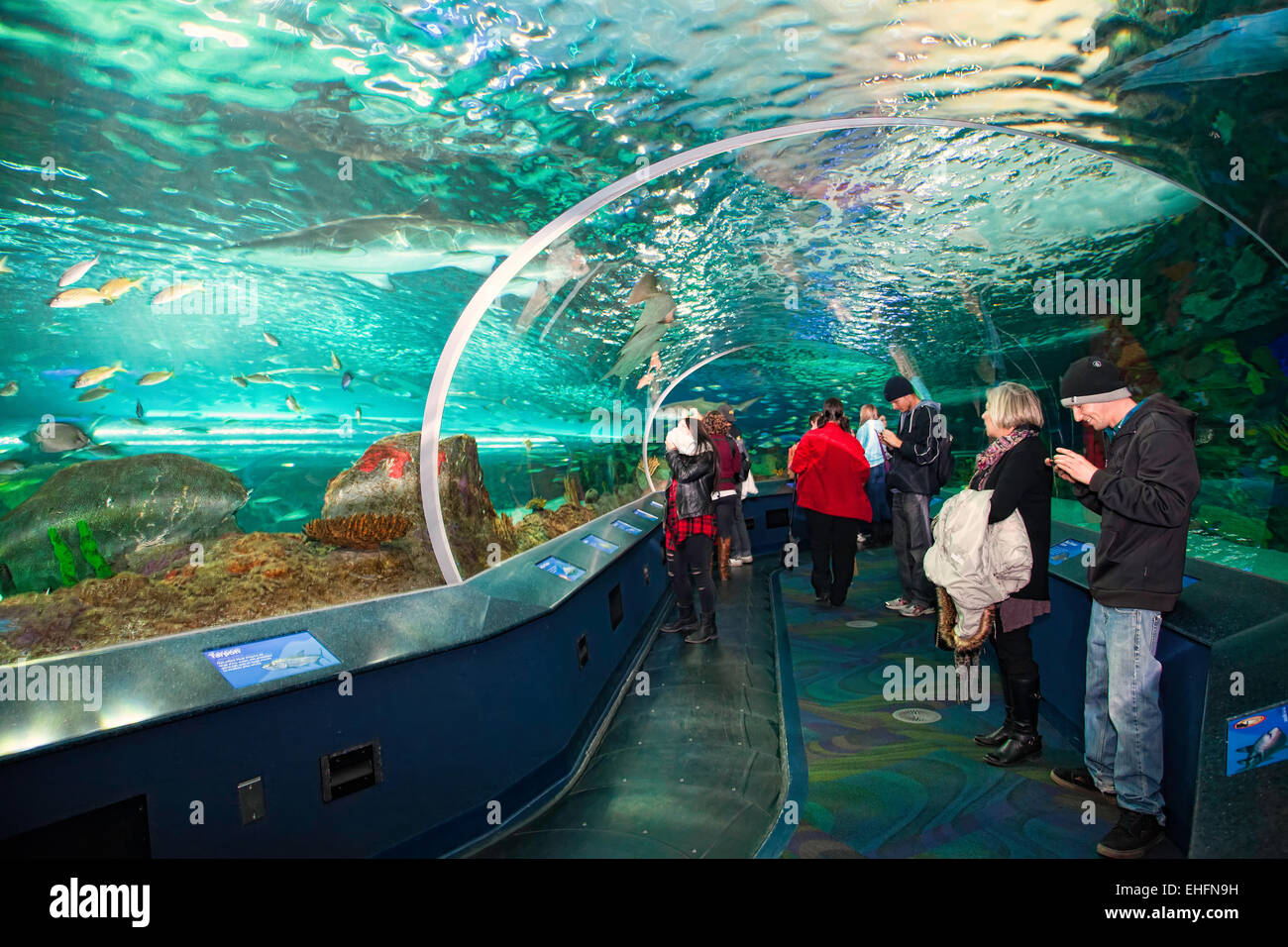 Ripleys Aquarium in Toronto,Ontario.;Canada, tourist attraction near