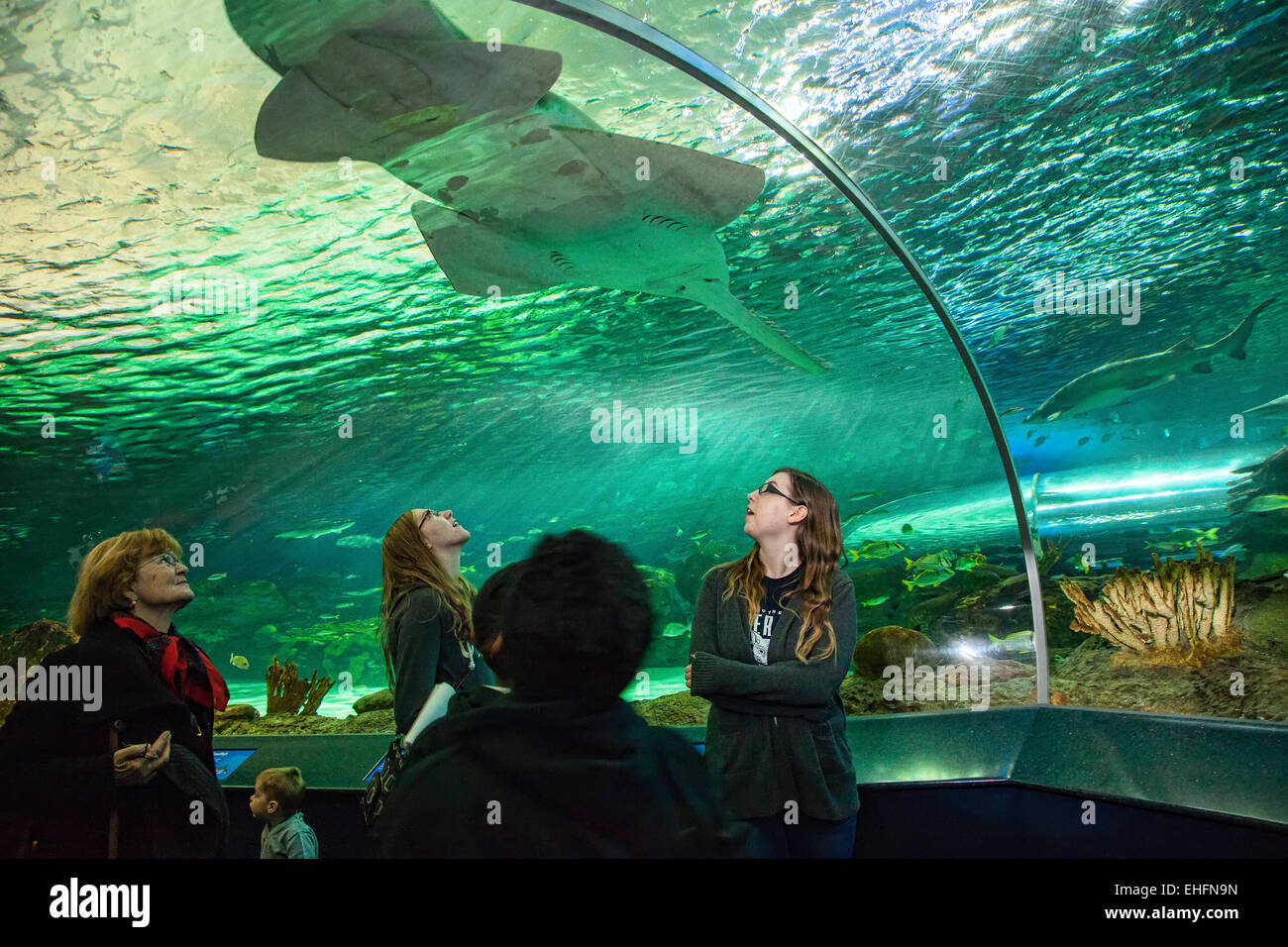 Ripleys Aquarium in Toronto,Ontario.;Canada, tourist attraction near the CN Tower Stock Photo