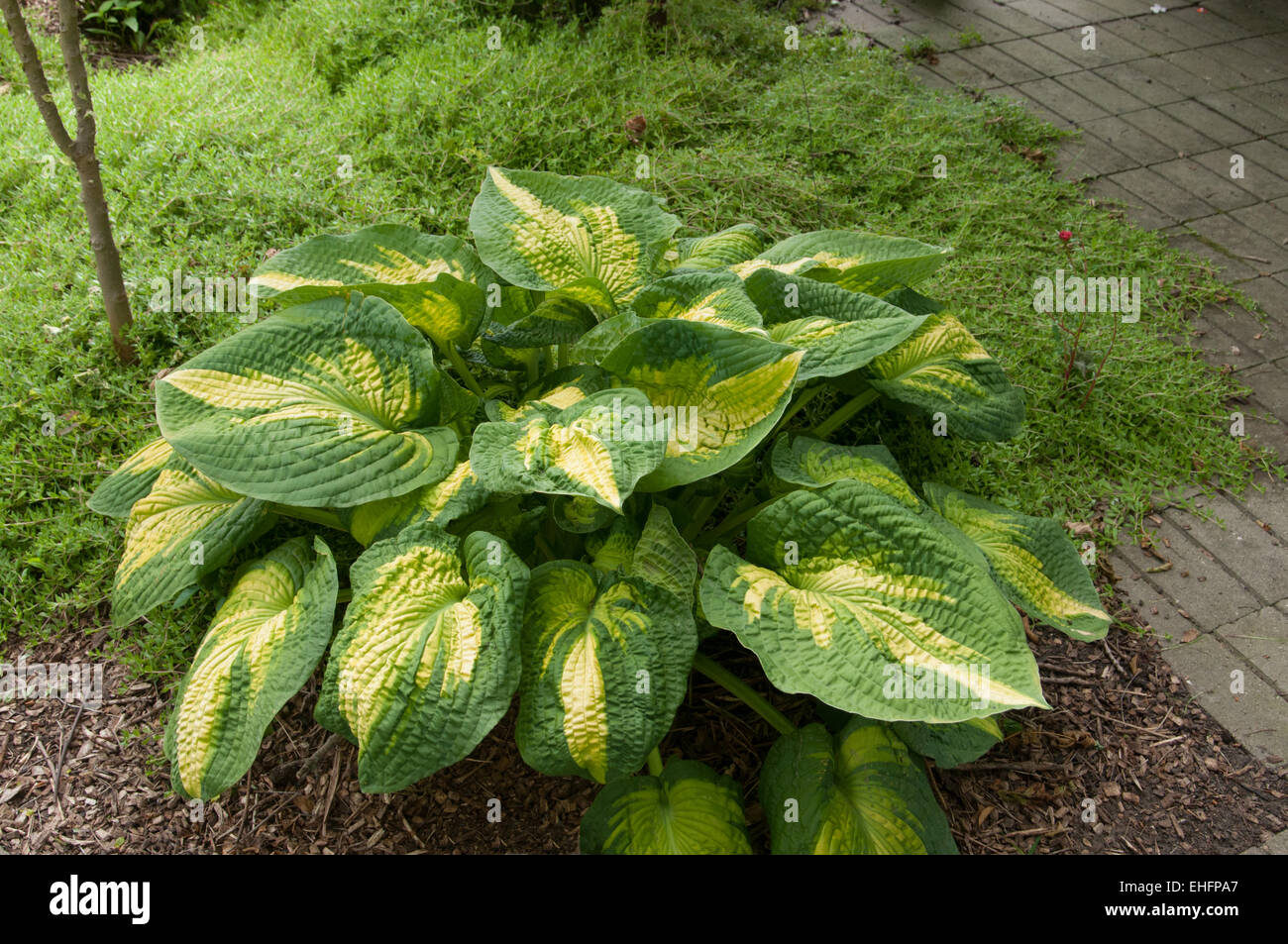 HOSTA Brother Stephan Stock Photo
