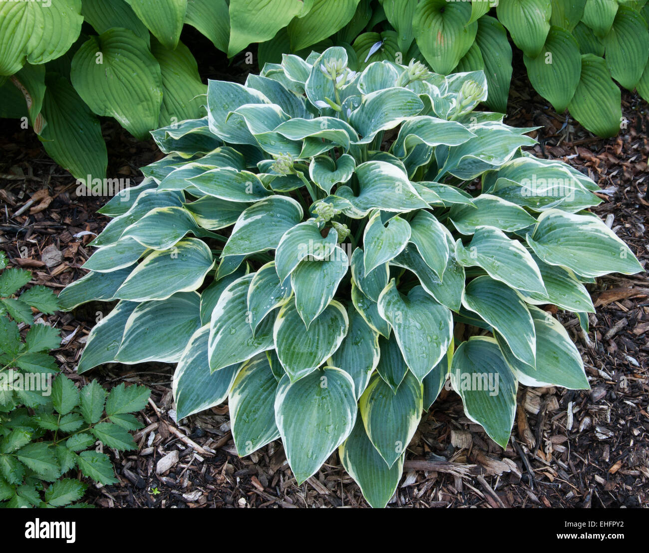 Hosta FIRST FROST Stock Photo - Alamy