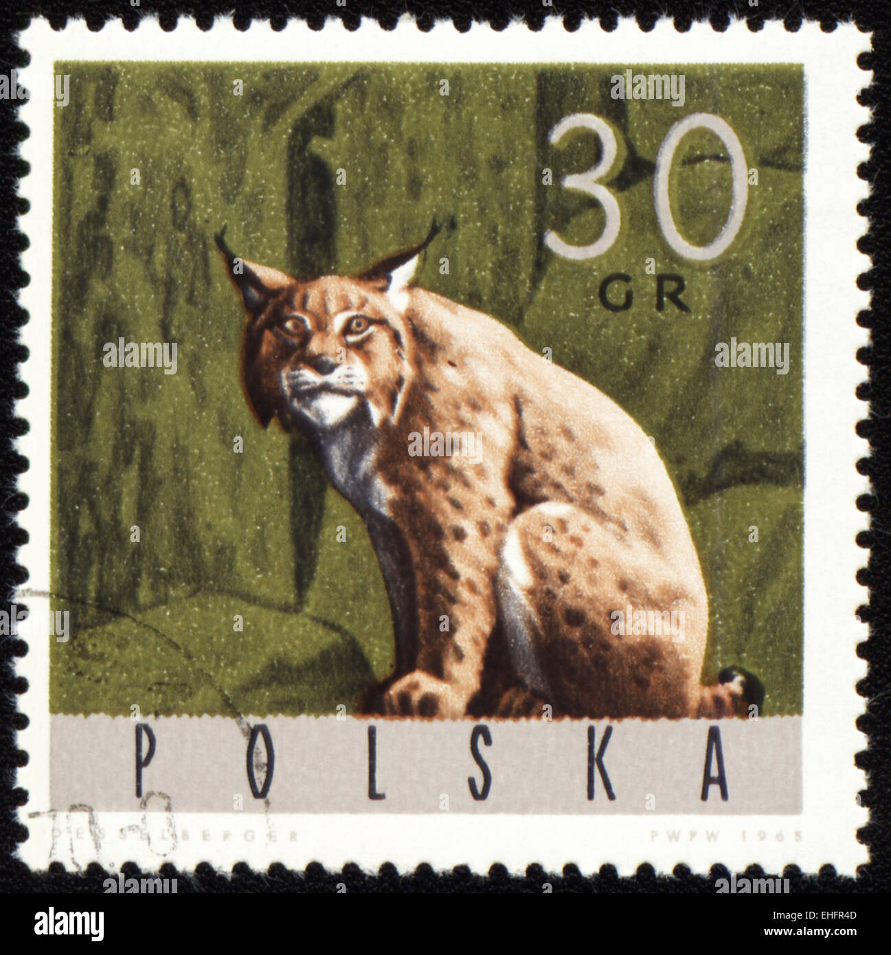 Иберийская рысь. Рысь идет. Байкальская рысь. Рысь сибирская краснокнижная. Дикая рысь.