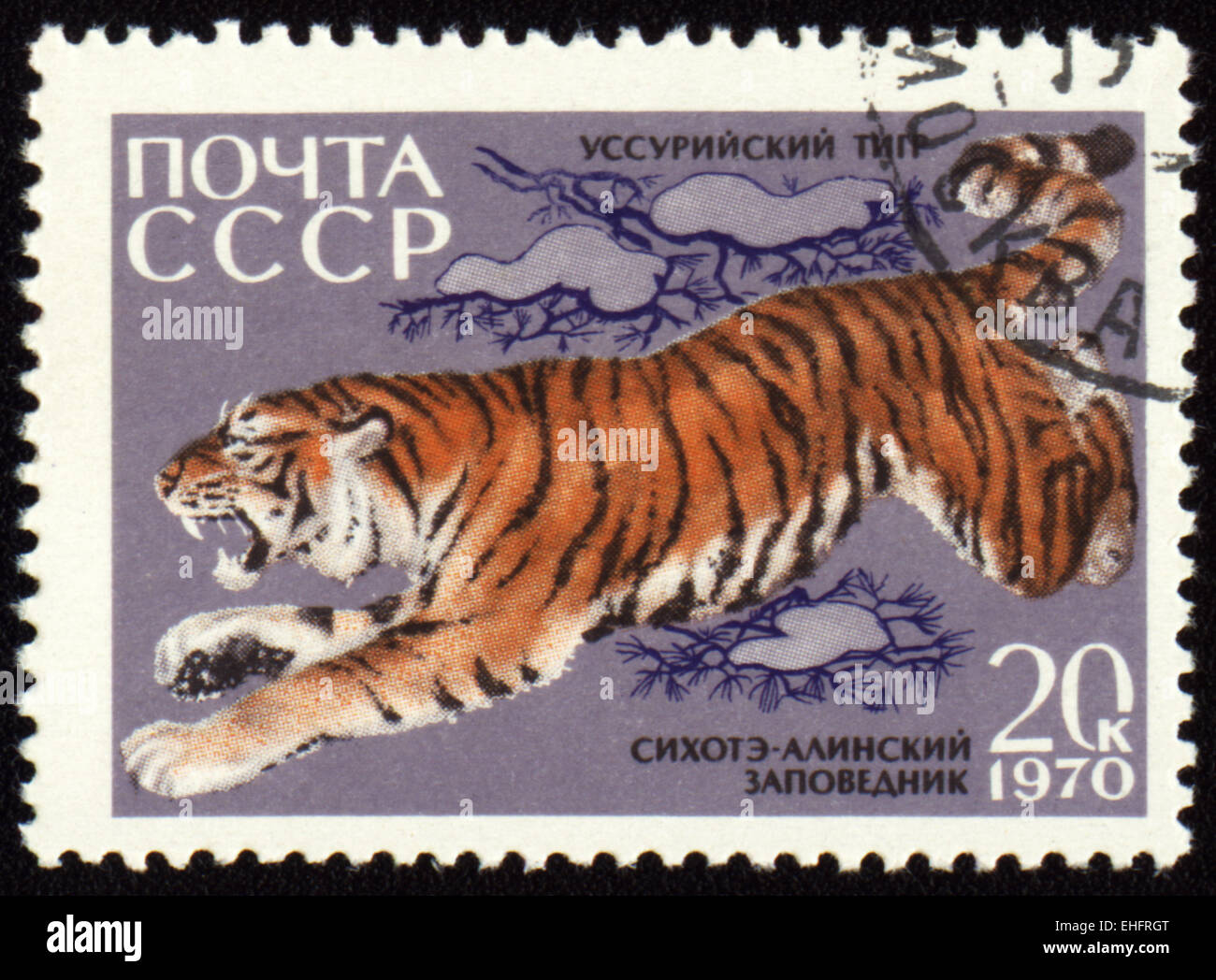 USSR - CIRCA 1970: post stamp printed in USSR shows jumping Ussurian Tiger Stock Photo