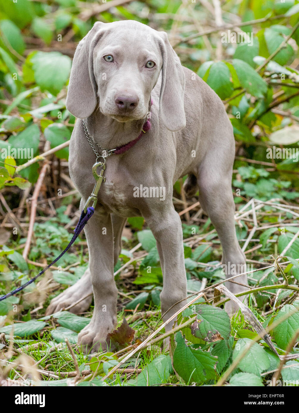12 week old Weimaraner puppy out on one 