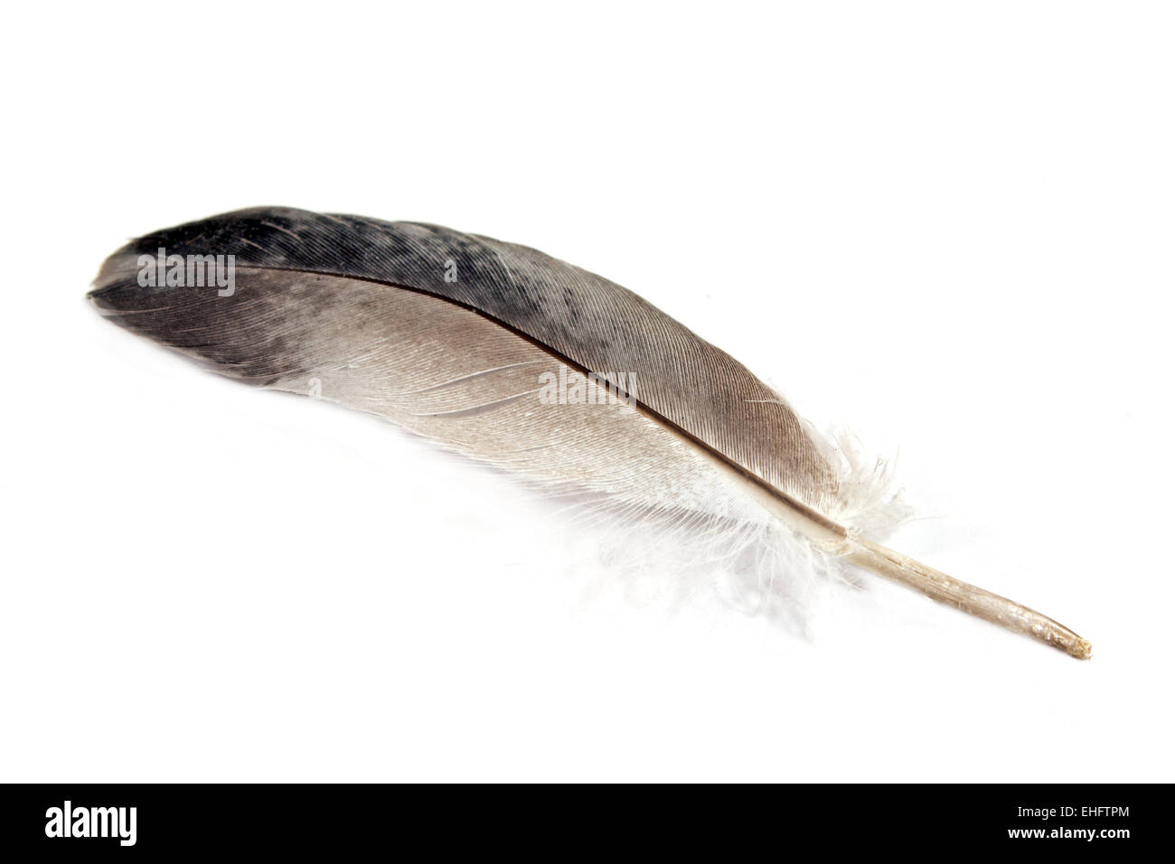 Gray feather isolated on white Stock Photo - Alamy