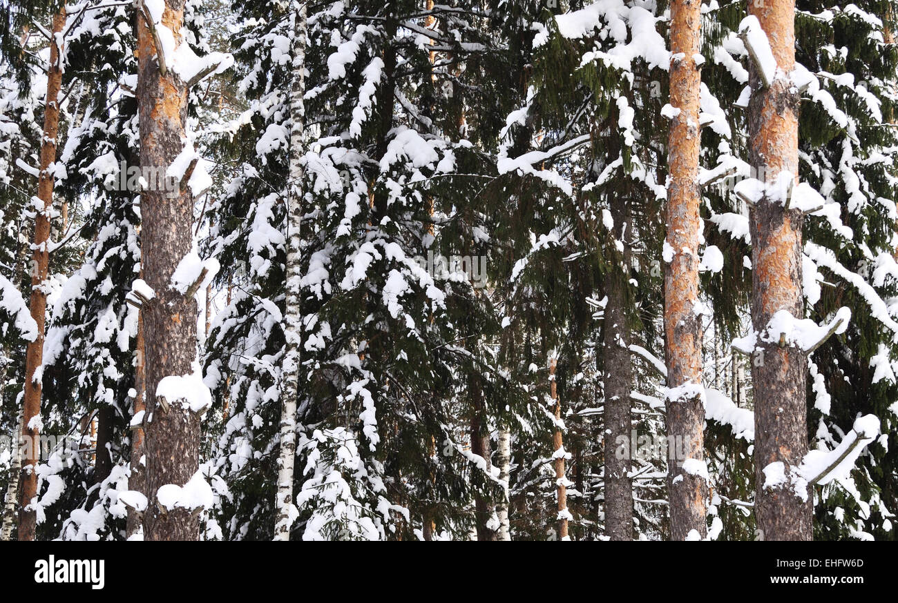 Snow-covered trees in the forest Stock Photo