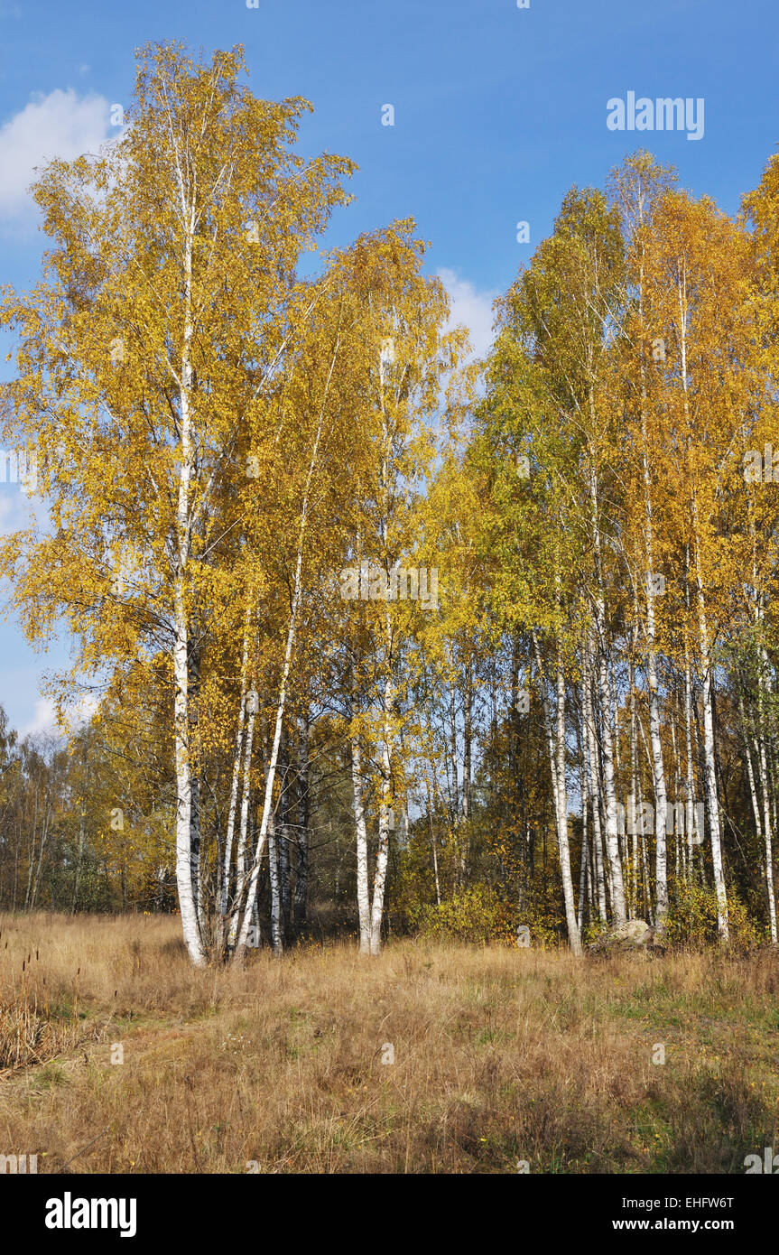 Yellow birch trees on sunny autumn day Stock Photo