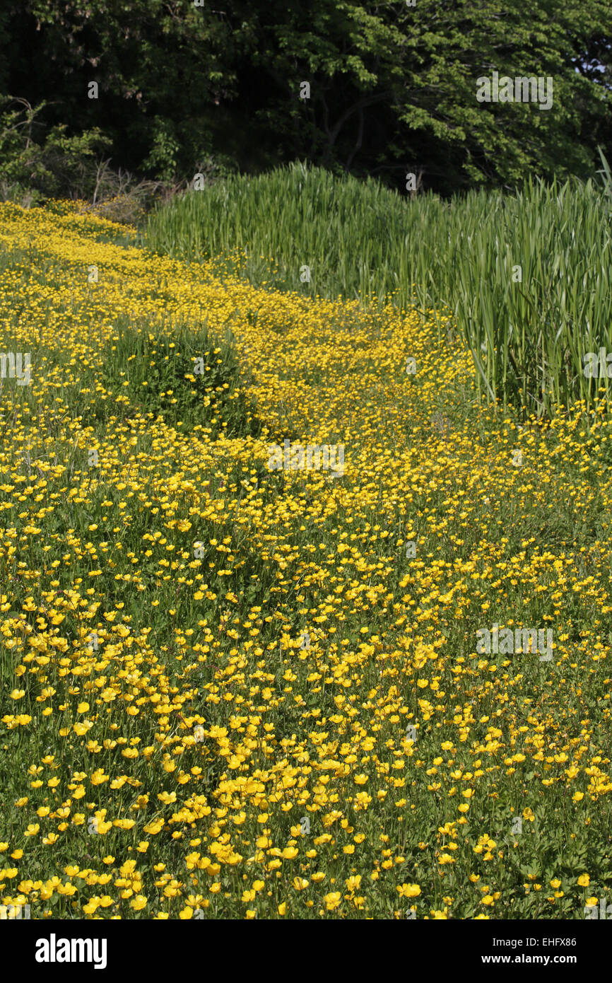 Buttercup meadow, Ranunculus Sp Stock Photo