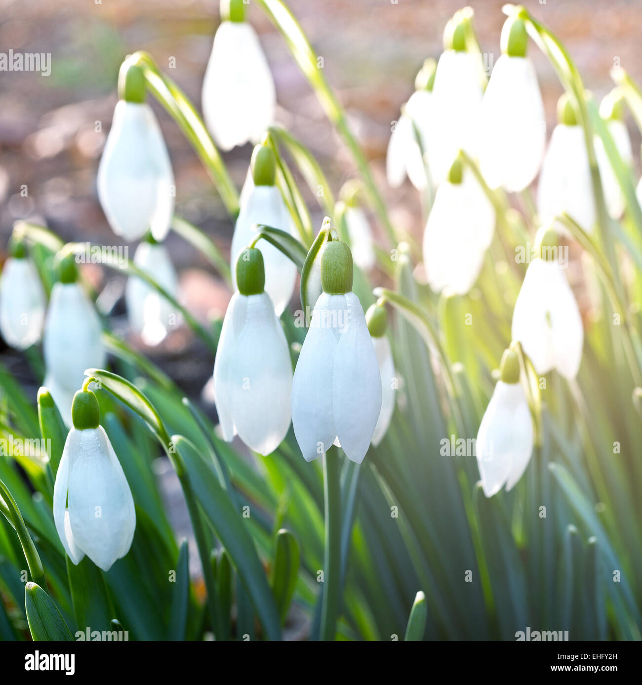 detail of snowdrops in the garden in the springtime Stock Photo - Alamy