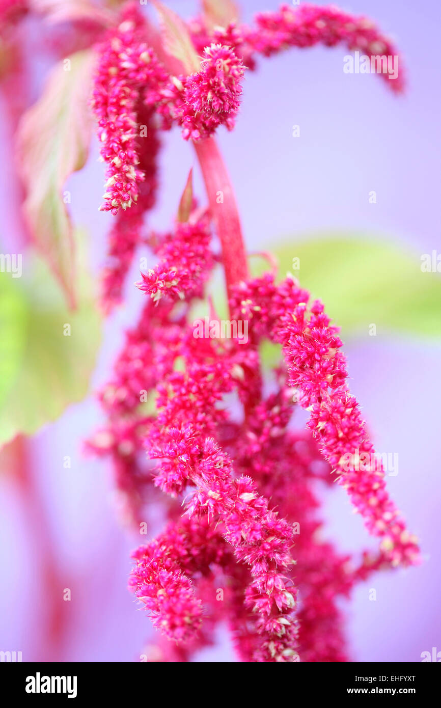 Amaranth and its gorgeous red drooping flowers Jane Ann Butler Photography JABP651 Stock Photo