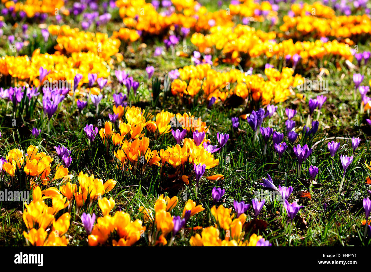 Crocus crocus remembrance hires stock photography and images Alamy