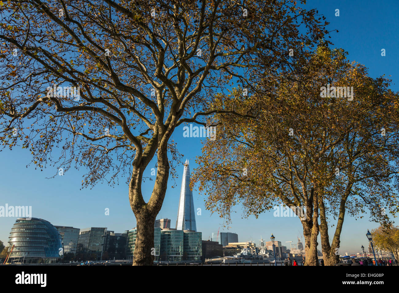 London Plane Trees on the north bank of the River Thames in central London with the Shard building behind - EDITORIAL USE ONLY Stock Photo