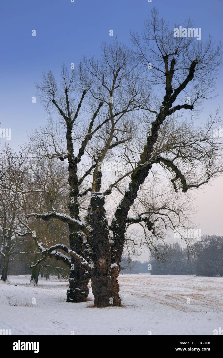 Winter Stock Photo