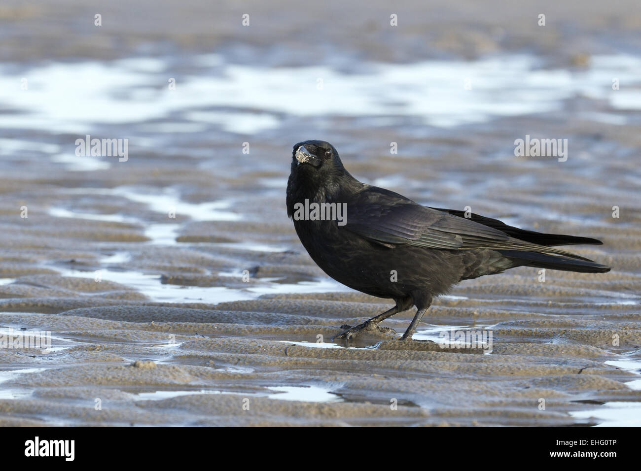 Common Raven (Corvus corax) on the beach Stock Photo