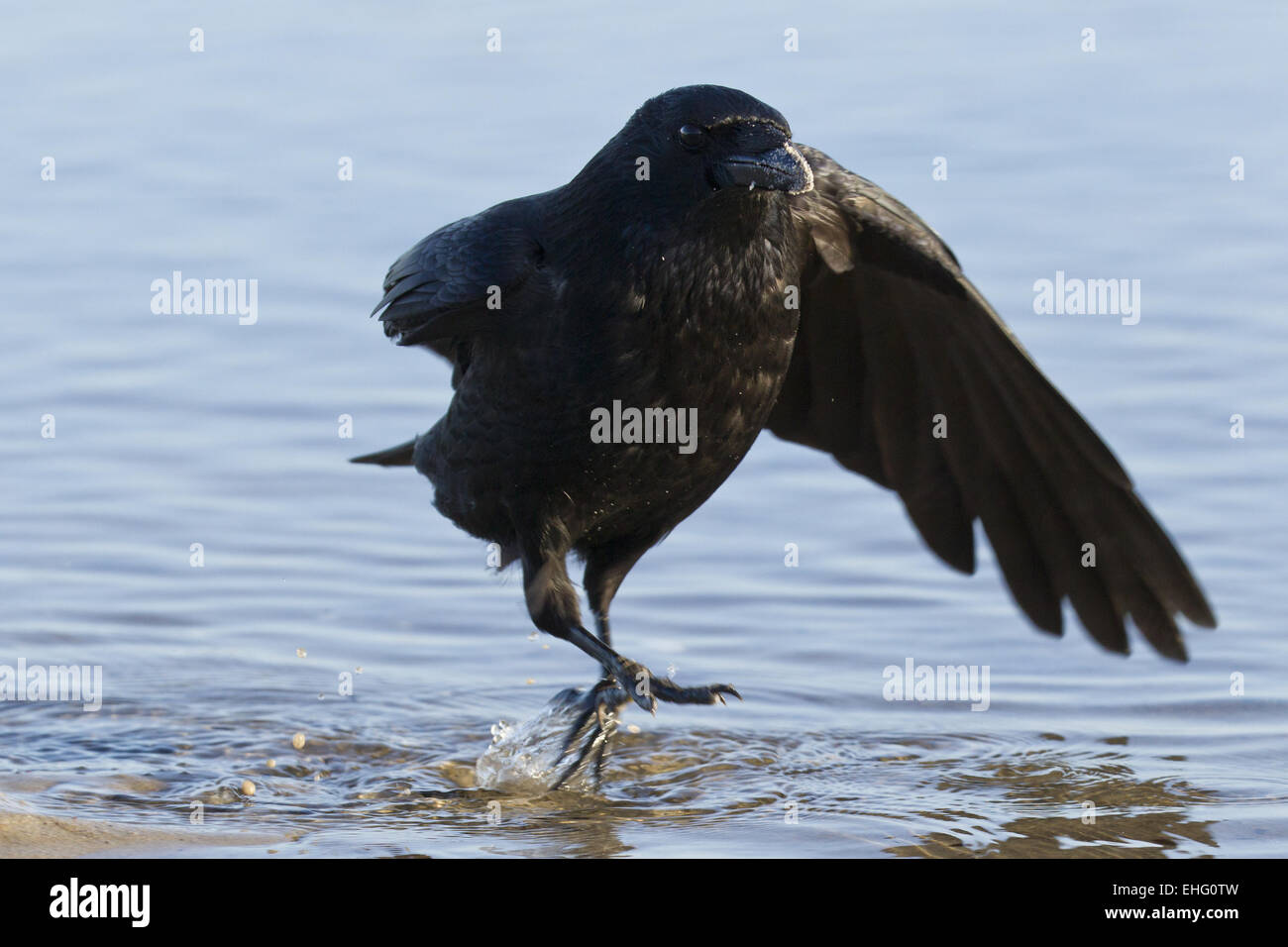 Common Raven (Corvus corax) on the beach Stock Photo