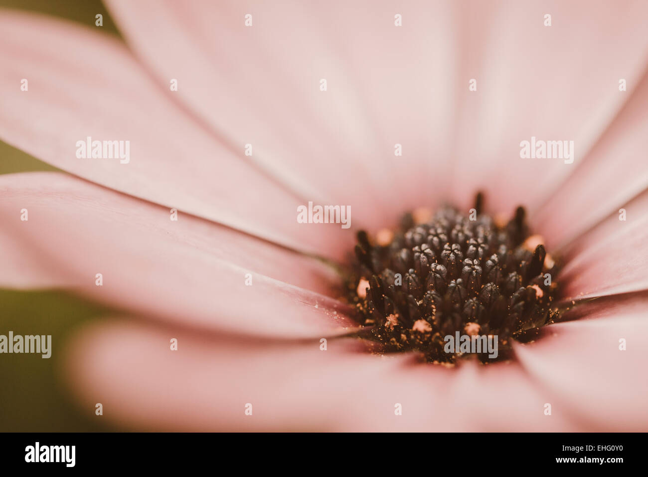 daisy flower vintage Stock Photo