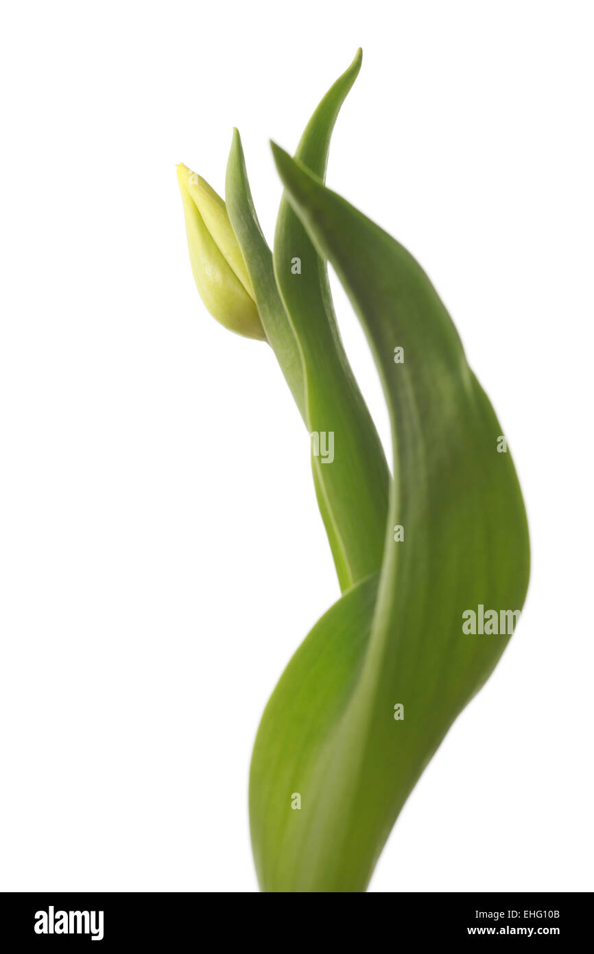tulip blossom Stock Photo