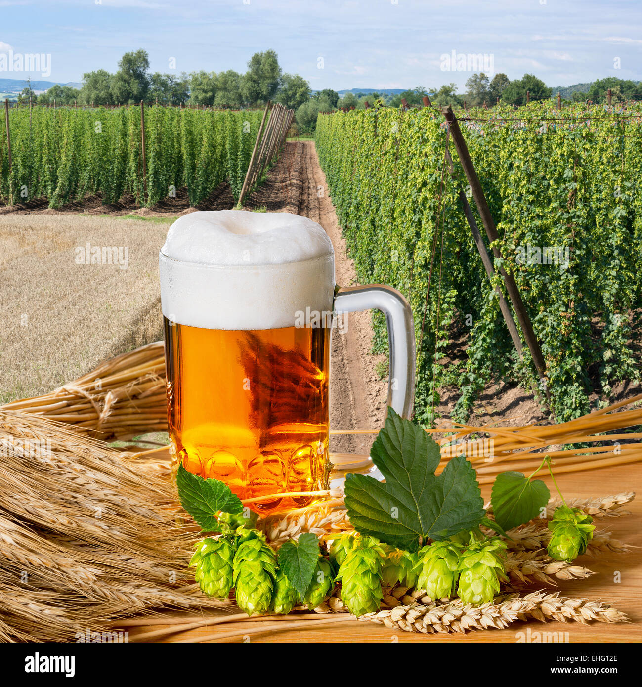 beer glass and raw material for beer production Stock Photo Alamy