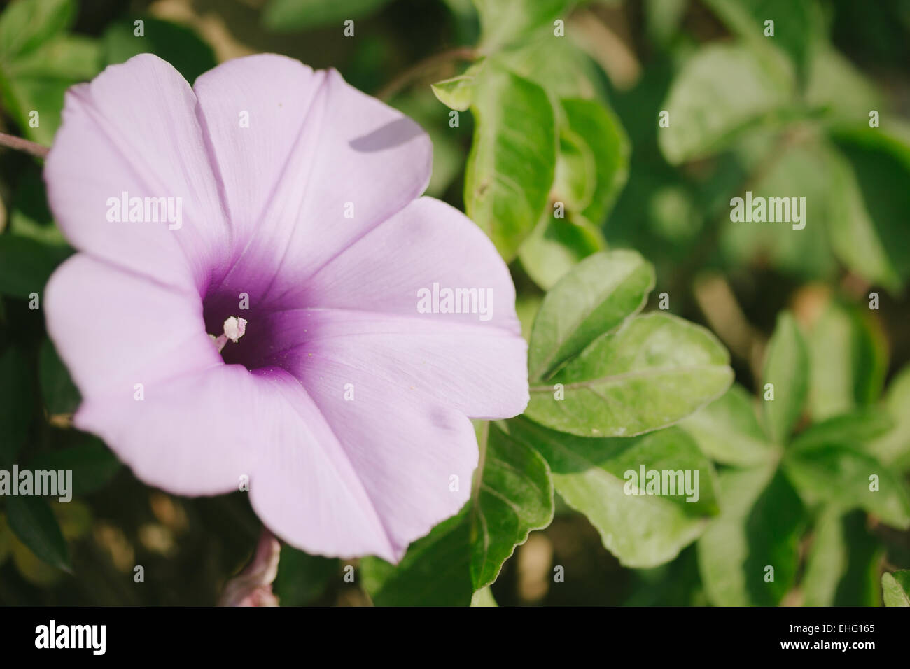 Purple flower leaves hi-res stock photography and images - Alamy