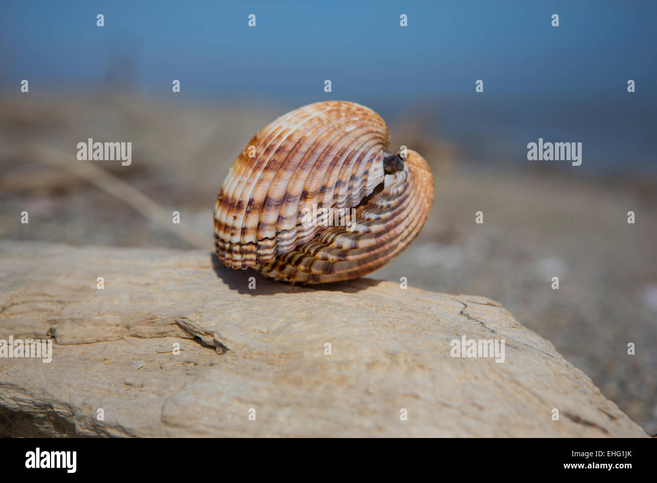 Sea shell Stock Photo