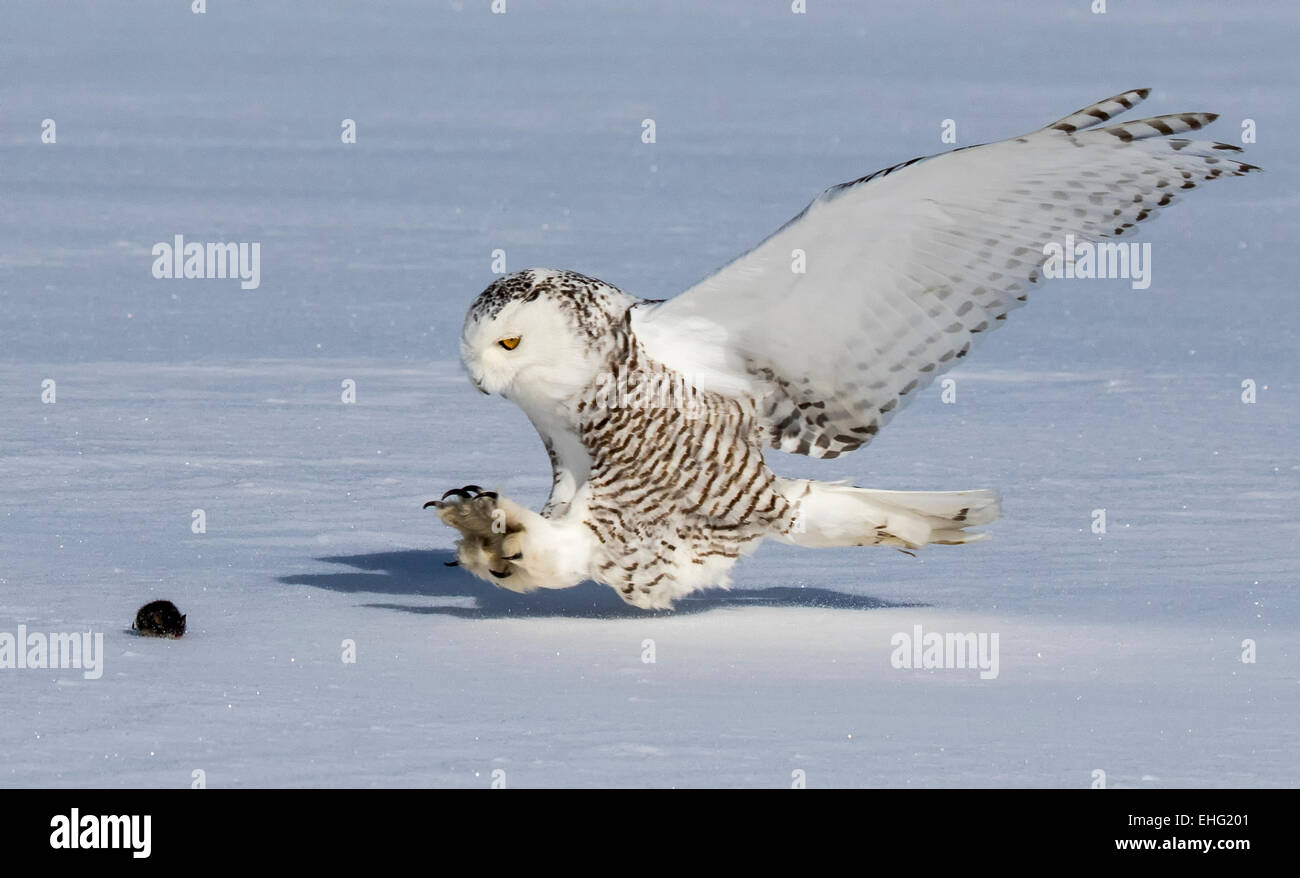 SNOWY OWLS HUNT IN CANADA WHERE THEY CAN FIND SMALL CRITTERS.   VERY STRONG BIRDS OF PREY. Stock Photo