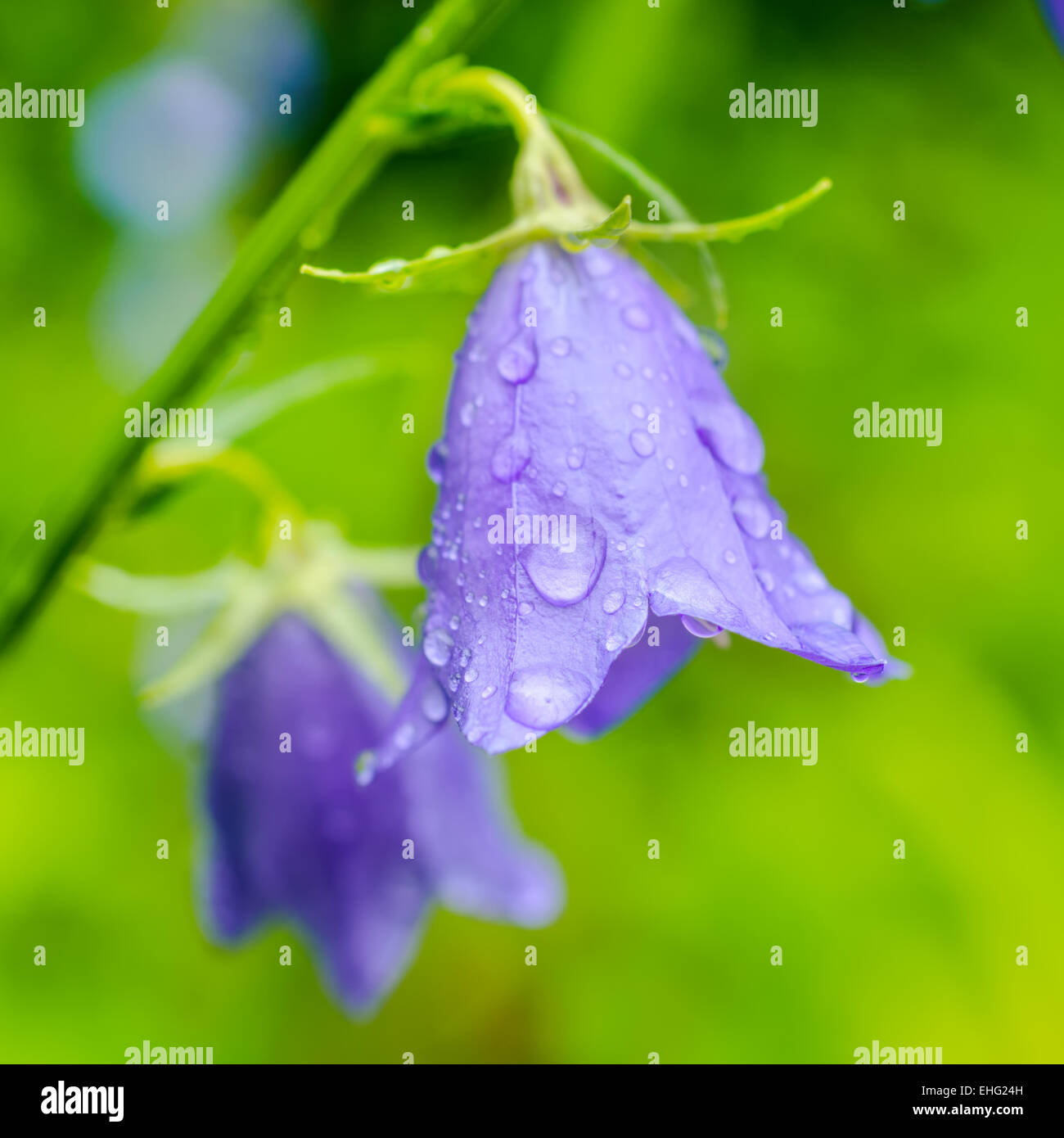 beautiful bluebell flowers with rain drops on a green blur background, closeup Stock Photo