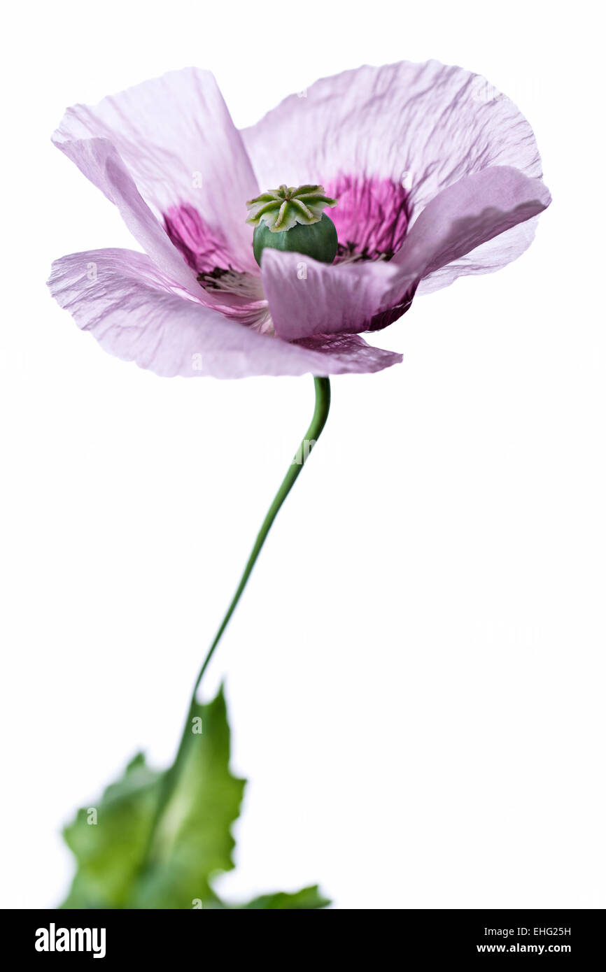 Papaver x somniferum - Opium poppy flower head on white background Stock Photo