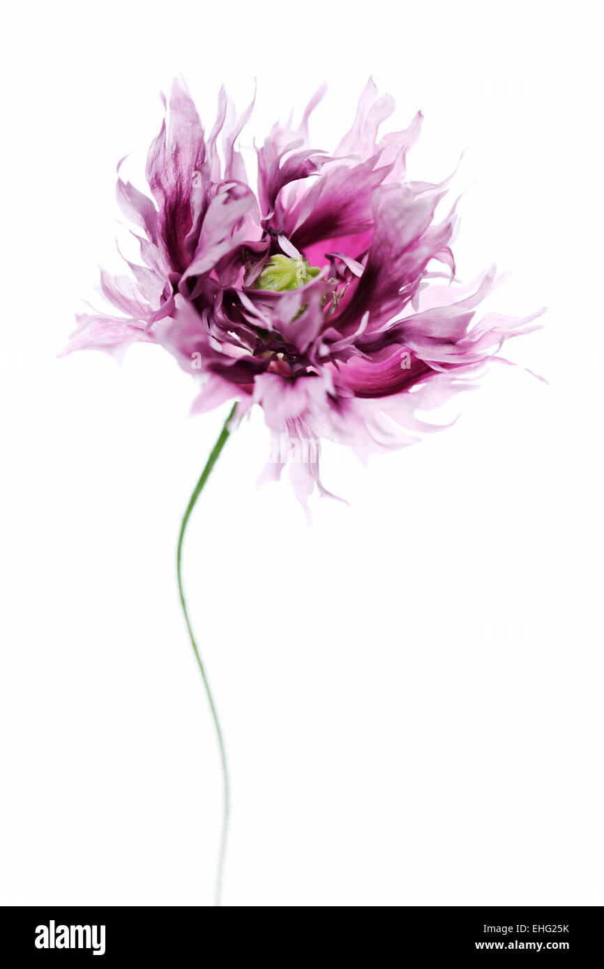 Papaver x somniferum - Opium poppy flower head on white background Stock Photo