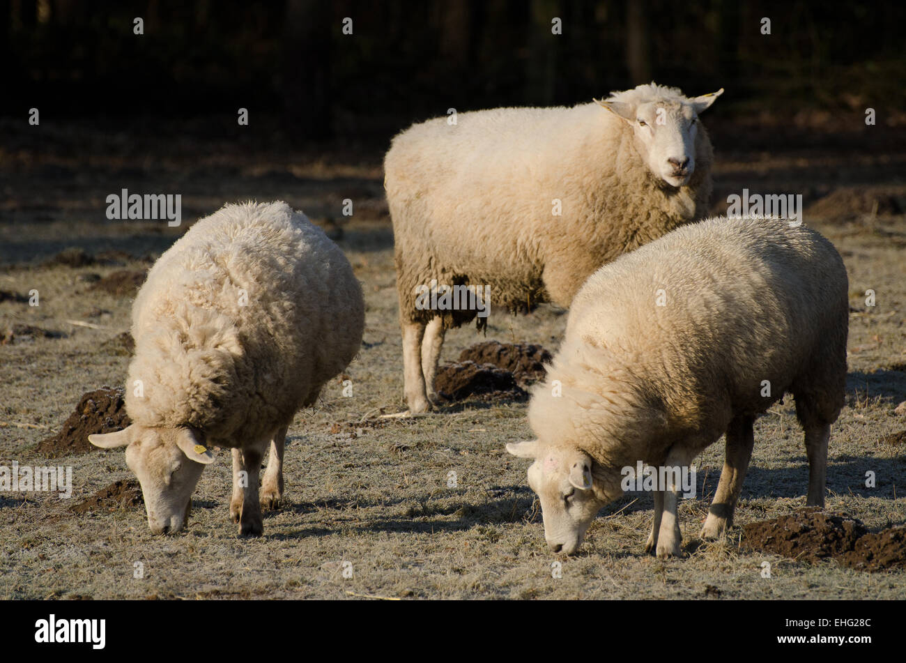 Three sheeps Stock Photo