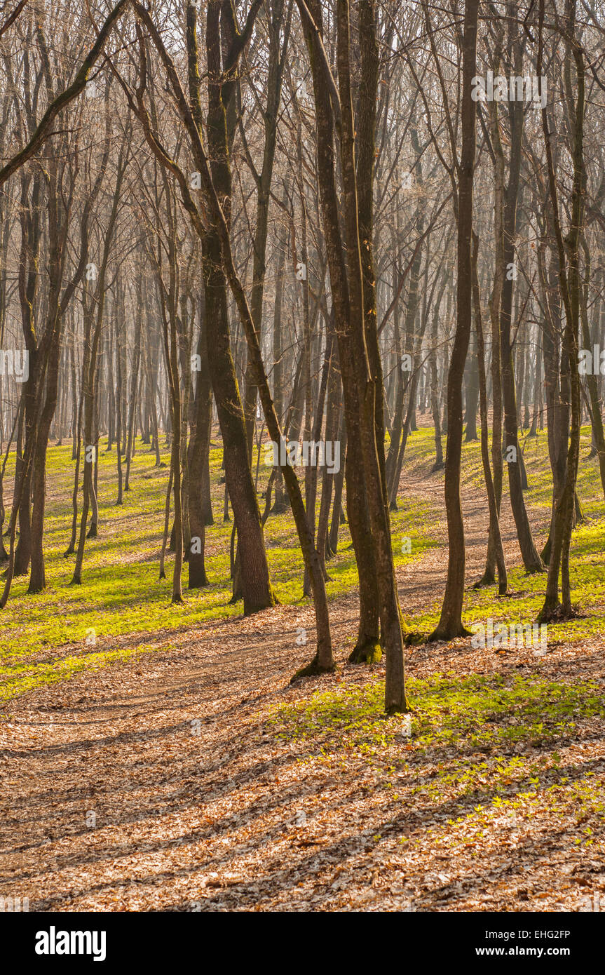 Path with leaves hi-res stock photography and images - Alamy