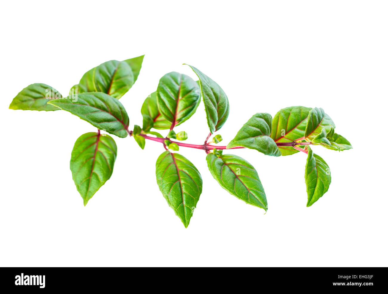 green twig of fuchsia with red vein  is isolated on white background Stock Photo