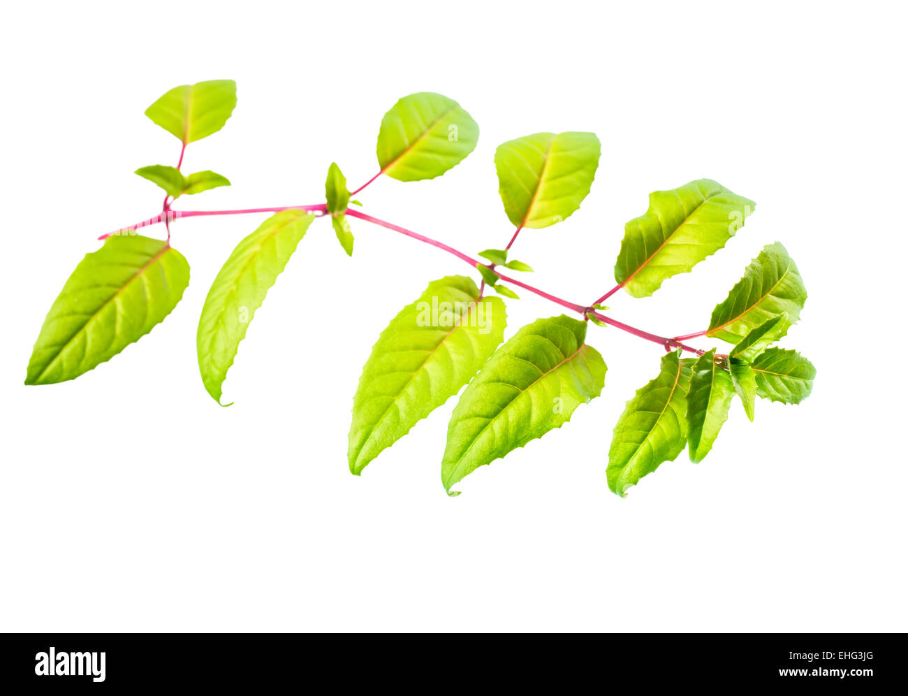 fresh green twig of fuchsia with long leaves is isolated on white background Stock Photo