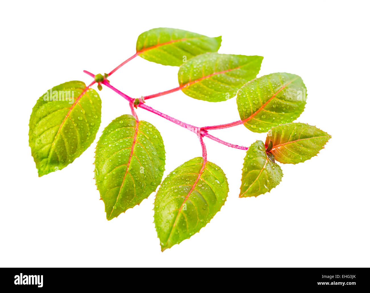 fresh green twig of fuchsia with dew is isolated on white background Stock Photo