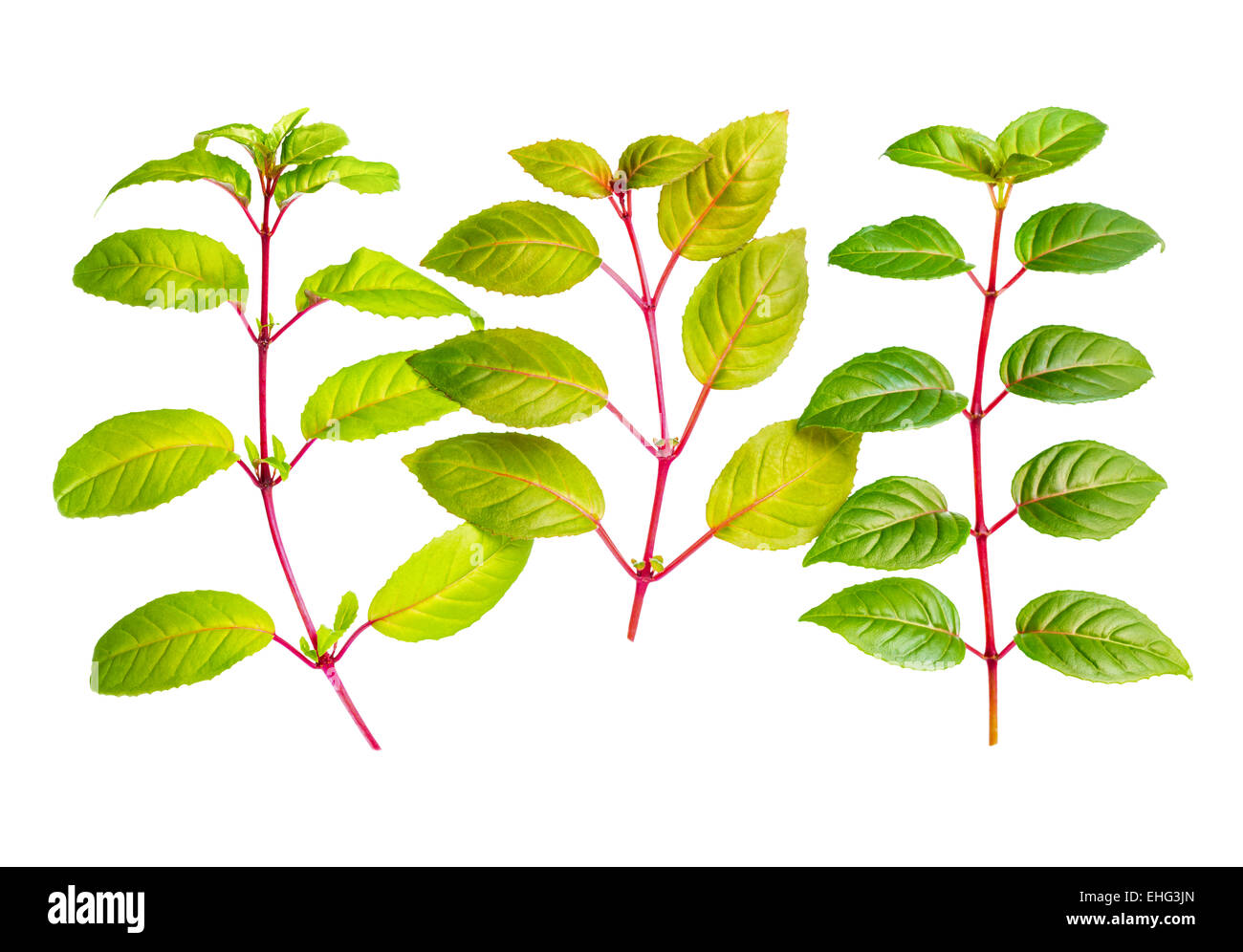 three different fresh green twigs of fuchsia is isolated on white background Stock Photo