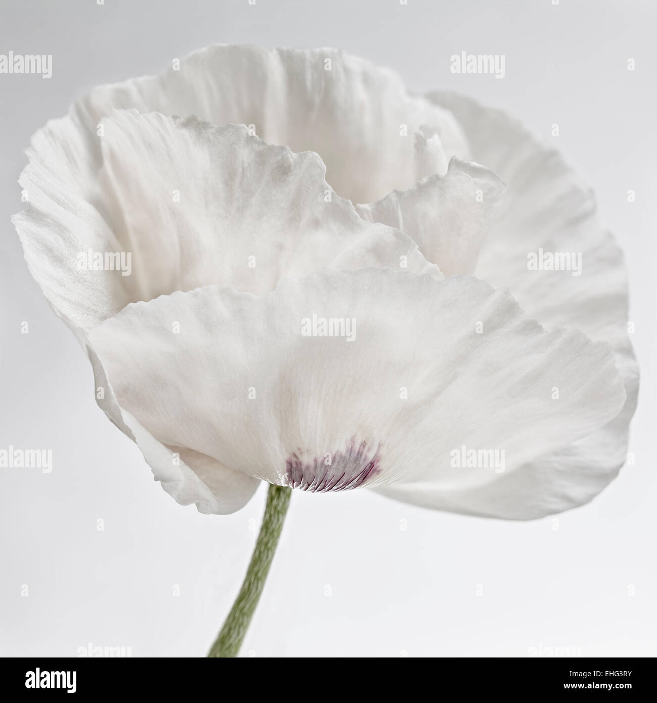 Papaver orientale - Oriental Poppy flower head on white background Stock Photo