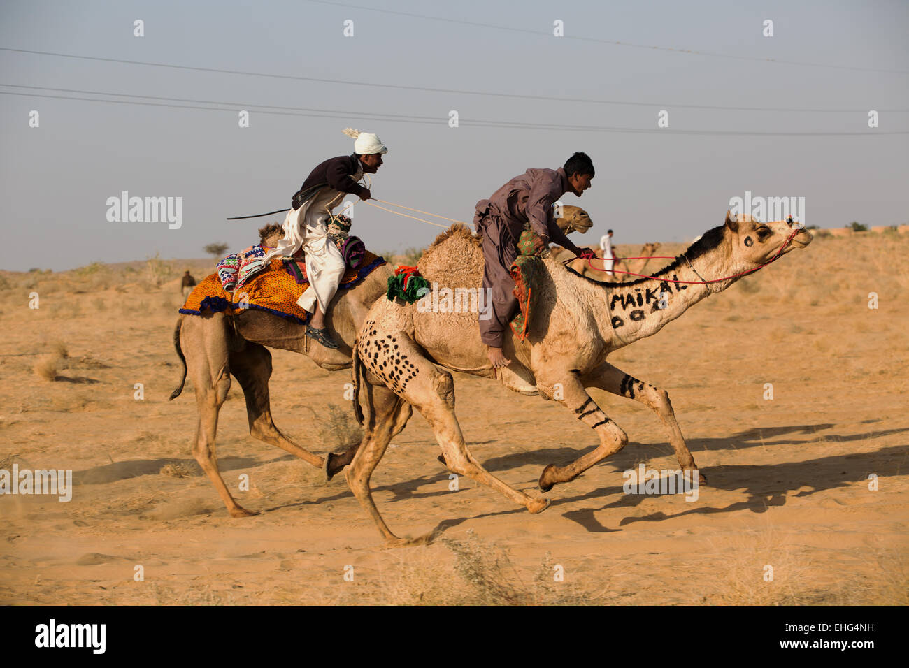 Camels racing camel racing festival hi-res stock photography and images ...