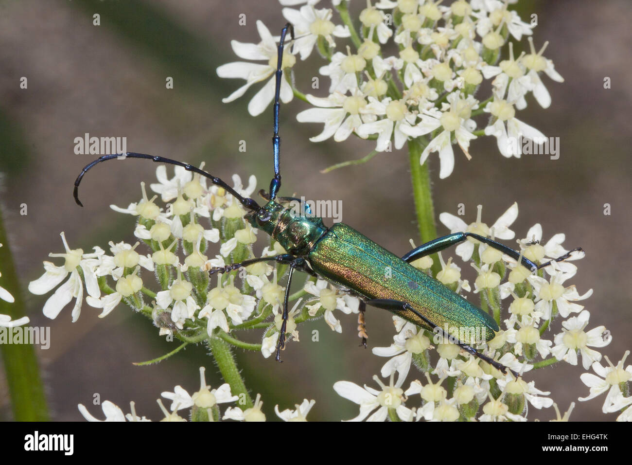 Aromia moschata, Musk beetle Stock Photo
