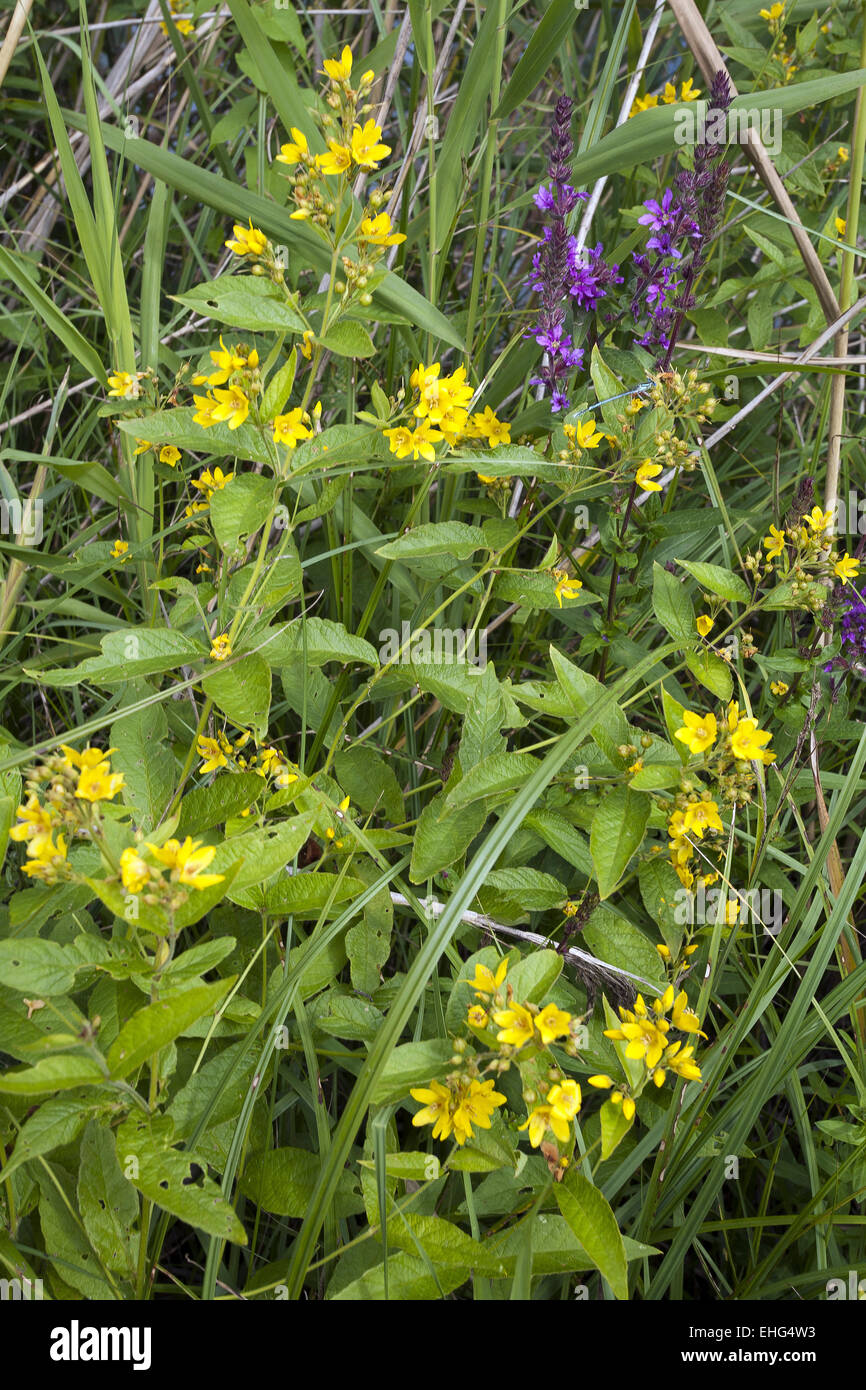 Yellow Loosestrife, Lysimachia vulgaris Stock Photo