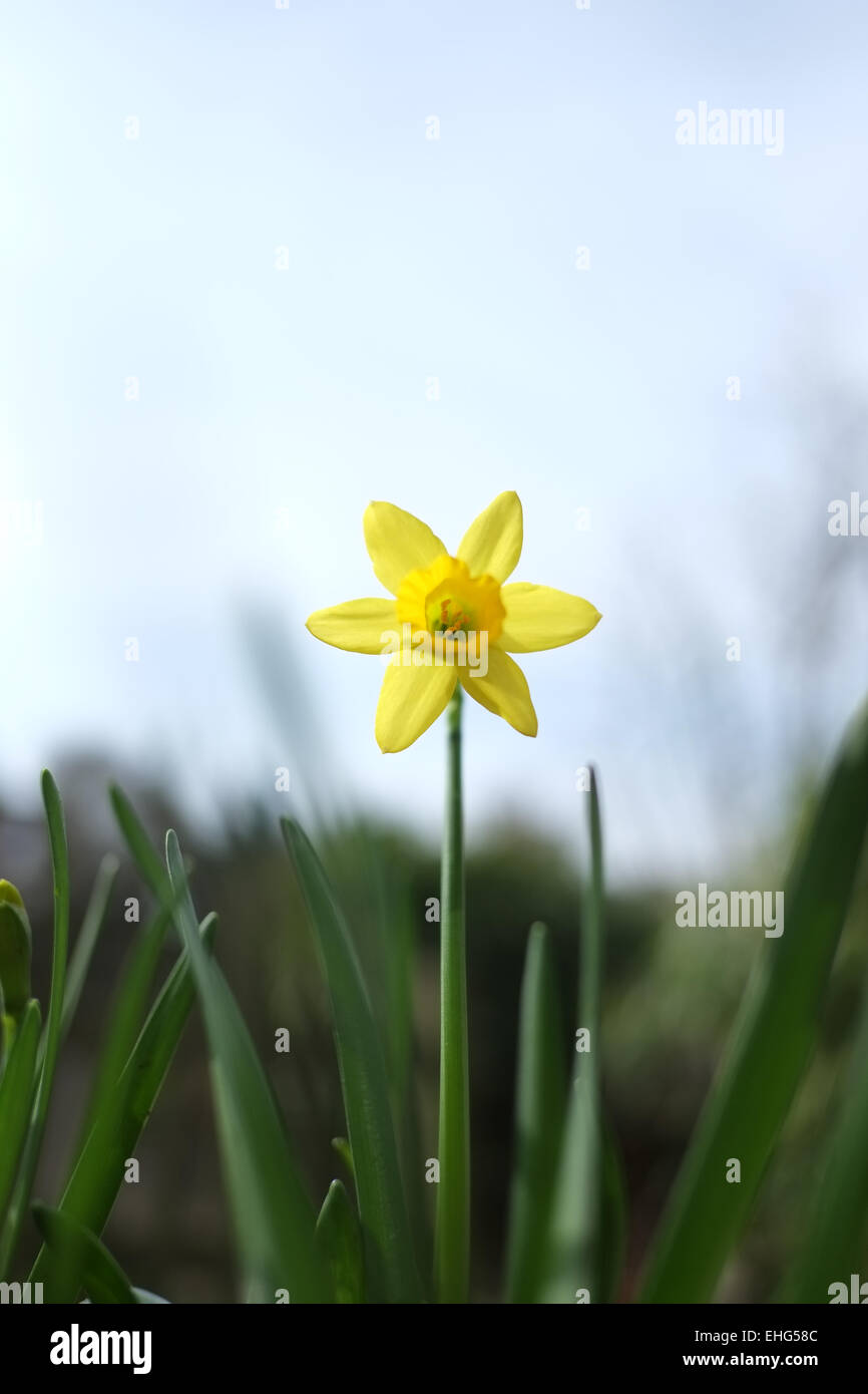 Narcissa tete-a-tete daffodil emerging in the spring sunshine Stock Photo