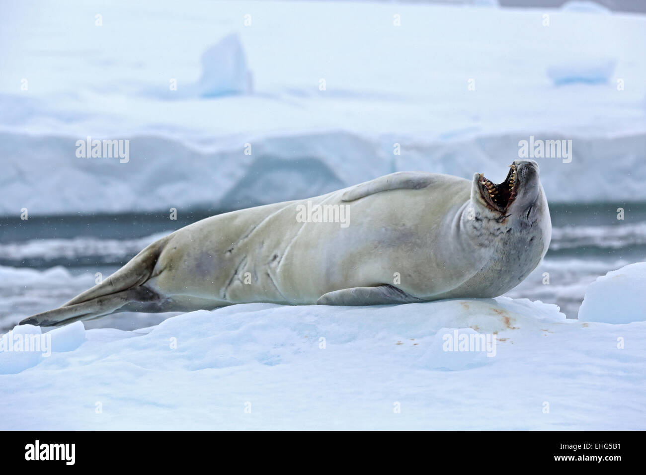 Crabeater seal, (Lobodon carcinophaga), hauled out on ice flow, Antarctic Peninsula, Antarctica Stock Photo