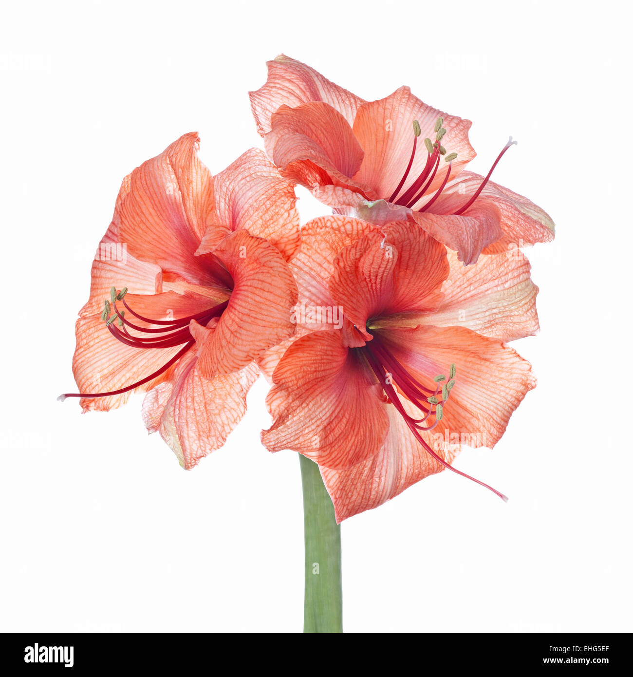 Amaryllis - Hippeastrum  flower head on white background Stock Photo