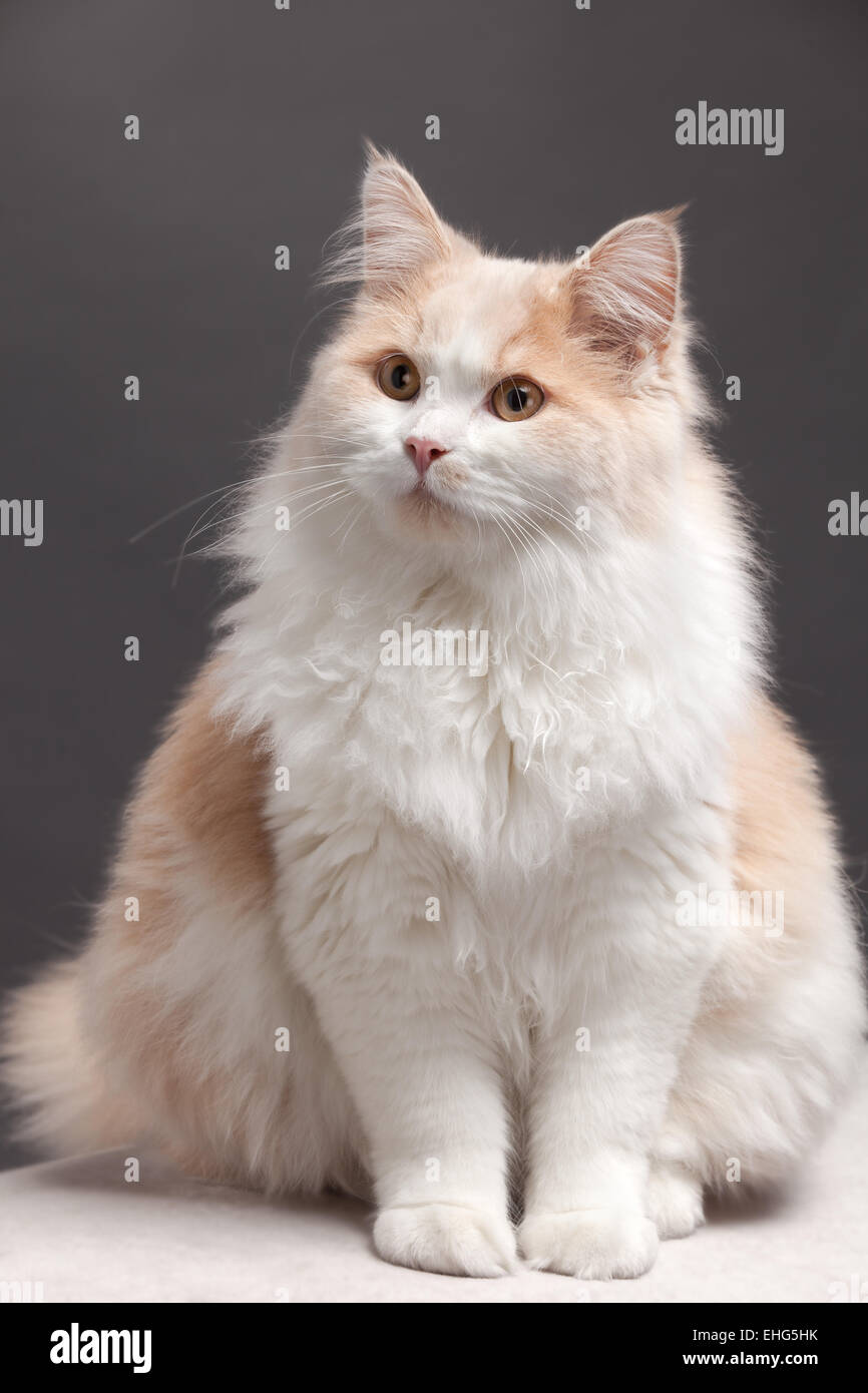 cat on a grey background Stock Photo
