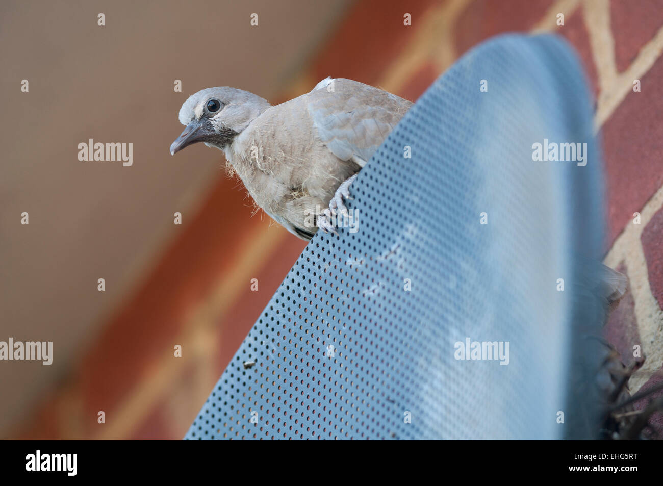 Eurasian collared dove (Streptopelia decaocto) Stock Photo